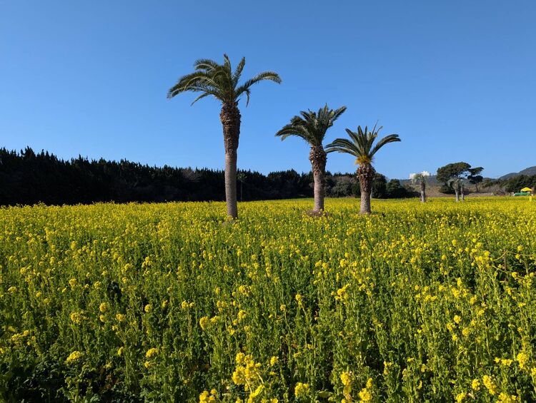 伊良湖菜の花ガーデン開花状況【令和7年2月15日現在】