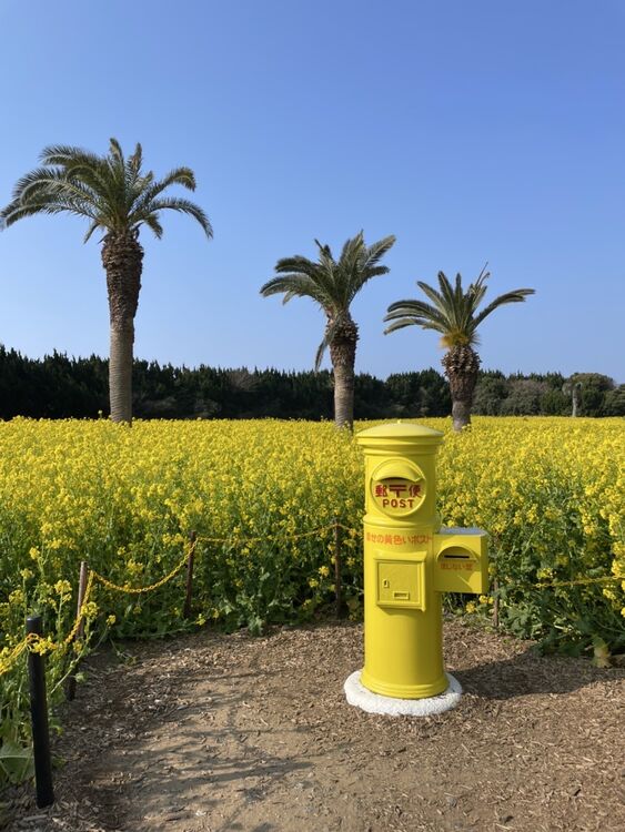 伊良湖菜の花ガーデン開花状況【令和7年３月21日(金）現在】