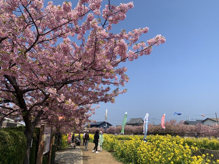 免々田川河津桜の開花状況のご案内です(まつりは終了しております)