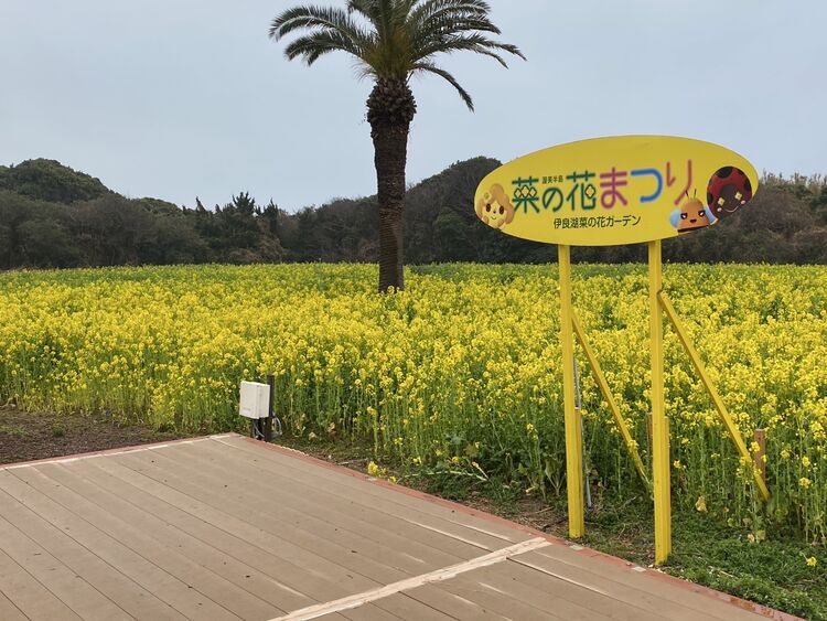 伊良湖菜の花ガーデン開花状況【令和7年３月12日(水）現在】